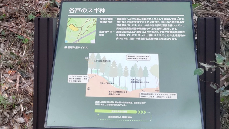 谷戸のスギ林 横浜市旭区矢指町追分市民の森