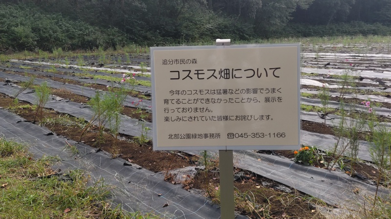 コスモス畑について 横浜市旭区矢指町追分市民の森