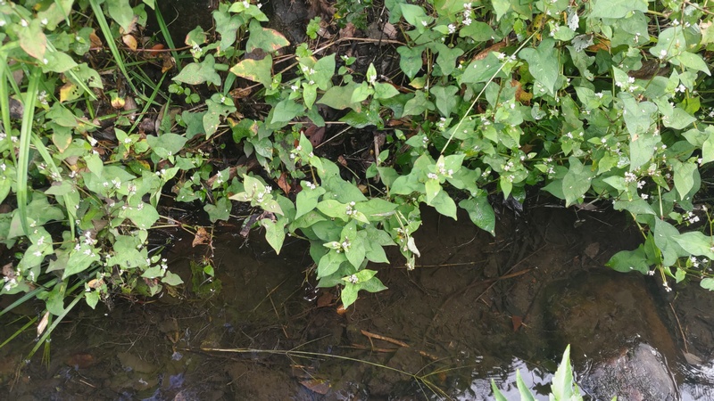 ミゾソバの花 横浜市旭区矢指町矢指市民の森