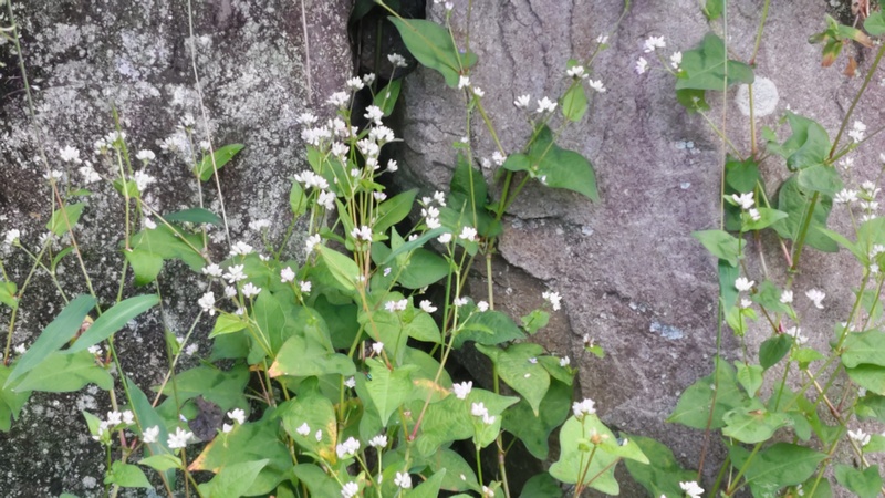 ミゾソバの花 横浜市旭区矢指町矢指市民の森