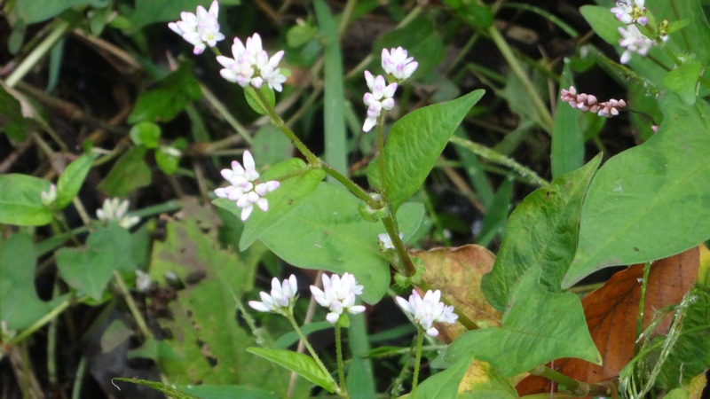 ミゾソバの花 横浜市旭区矢指町矢指市民の森