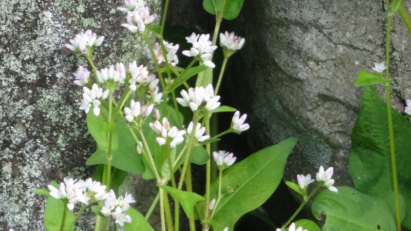 ミゾソバの花 横浜市旭区矢指町矢指市民の森