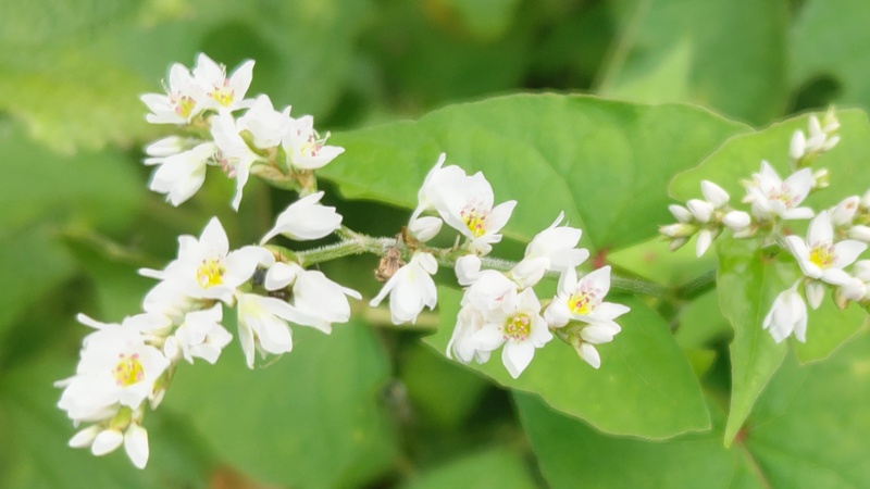 シャクチリソバの花 横浜市旭区矢指町矢指市民の森