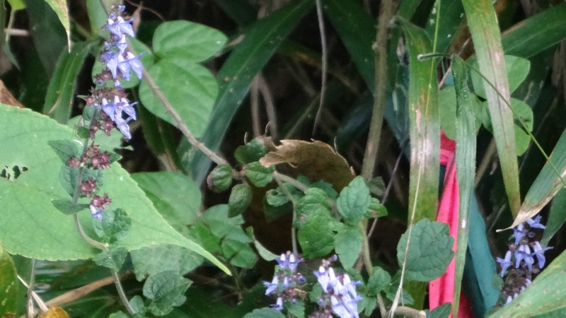 ヤマハッカの花 横浜市旭区矢指町矢指市民の森
