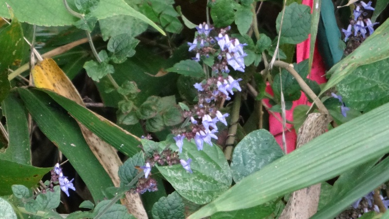 ヤマハッカの花 横浜市旭区矢指町矢指市民の森