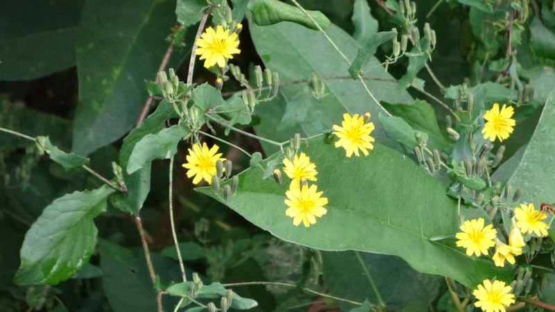 ヤクシソウの花 横浜市旭区矢指町矢指市民の森