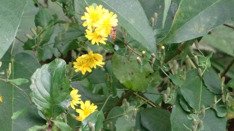 ヤクシソウの花 横浜市旭区矢指町矢指市民の森