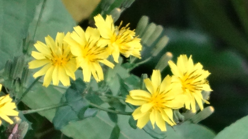 ヤクシソウの花 横浜市旭区矢指町矢指市民の森