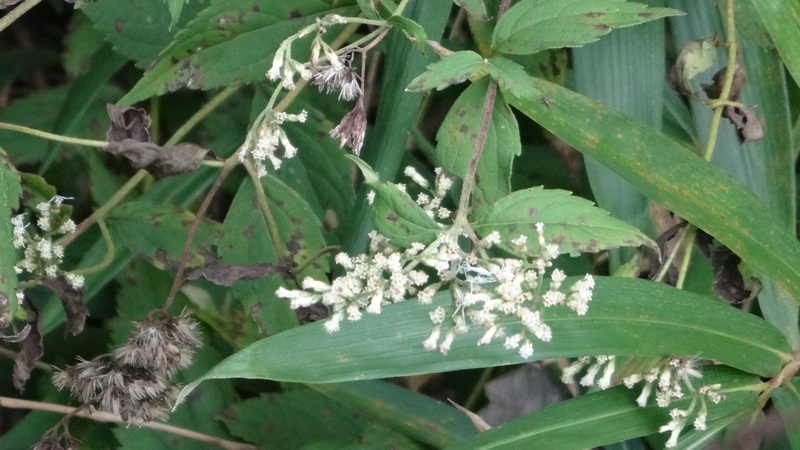 ヒヨドリバナの花 横浜市旭区矢指町矢指市民の森