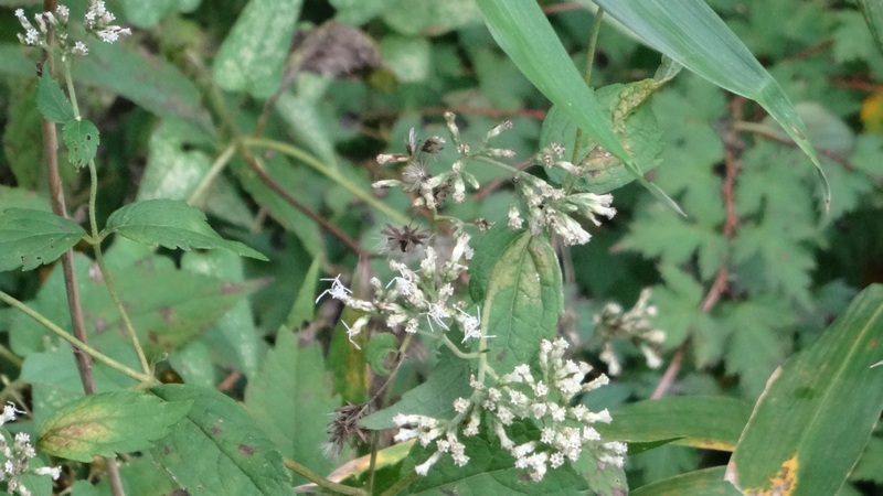 ヒヨドリバナの花 横浜市旭区矢指町矢指市民の森