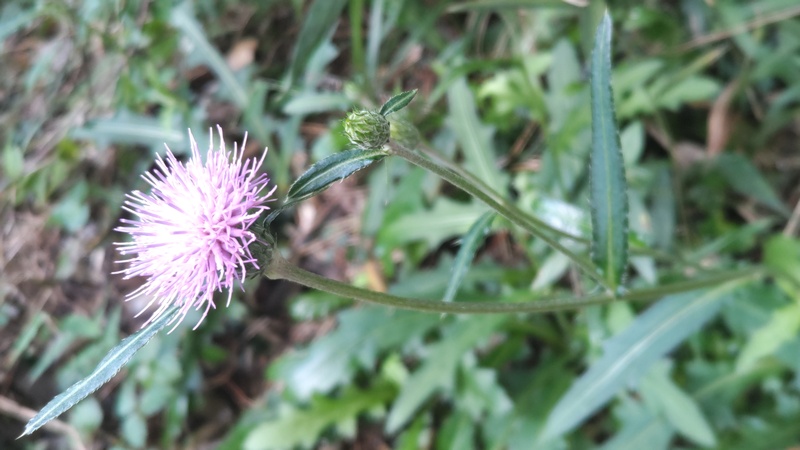 ノハラアザミの花 横浜市旭区矢指町矢指市民の森