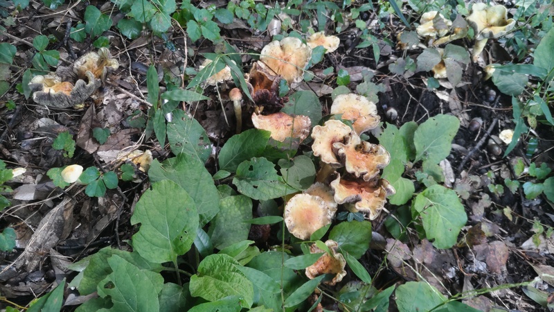 キノコ 横浜市旭区矢指町矢指市民の森