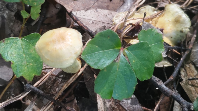 キノコ 横浜市旭区矢指町矢指市民の森