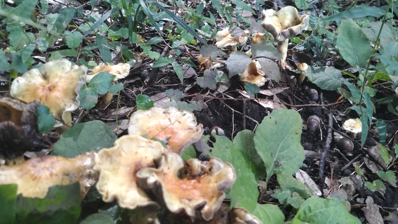 キノコ 横浜市旭区矢指町矢指市民の森