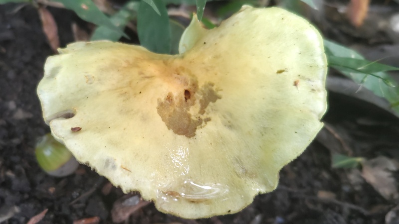 キノコ 横浜市旭区矢指町矢指市民の森