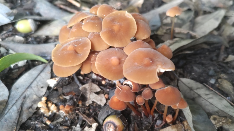 キノコ 横浜市旭区矢指町矢指市民の森