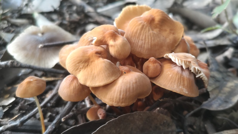 キノコ 横浜市旭区矢指町矢指市民の森