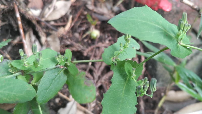 ヤクシソウの蕾 横浜市旭区矢指町矢指市民の森