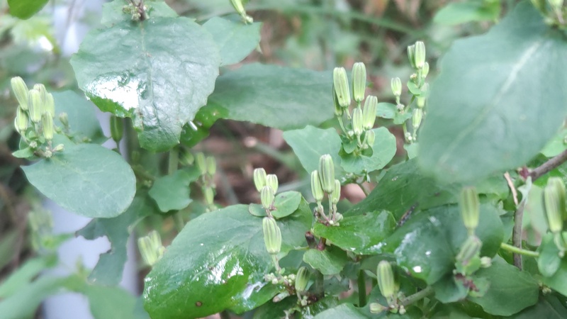 ヤクシソウの蕾 横浜市旭区矢指町矢指市民の森