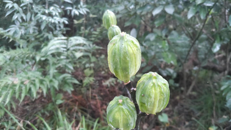 ウバユリの果実 横浜市旭区矢指町矢指市民の森