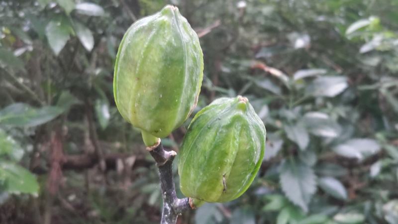 ウバユリの果実 横浜市旭区矢指町矢指市民の森