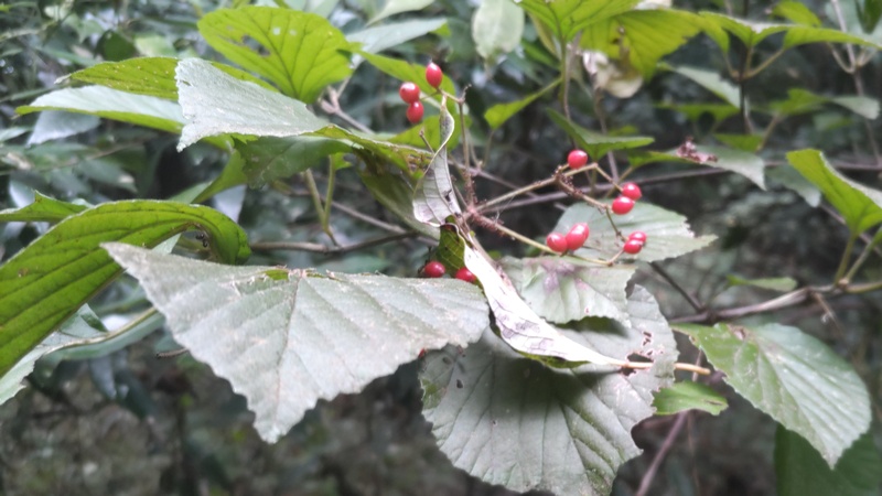 ガマズミの果実 横浜市旭区矢指町矢指市民の森