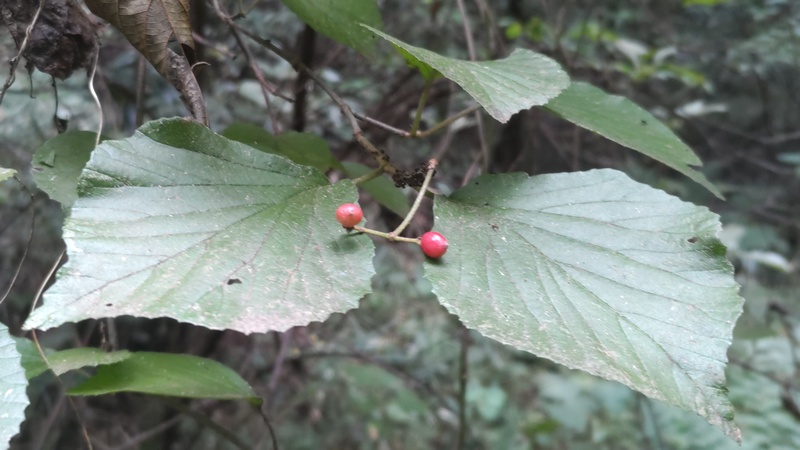 ガマズミの果実 横浜市旭区矢指町矢指市民の森