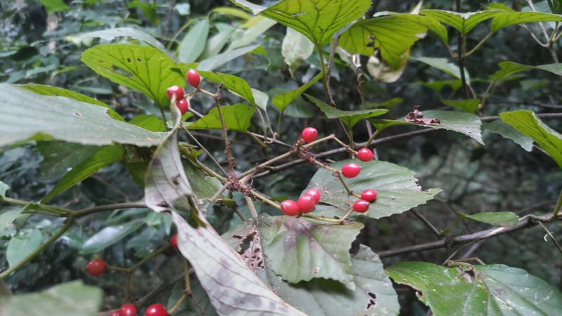 ガマズミの果実 横浜市旭区矢指町矢指市民の森
