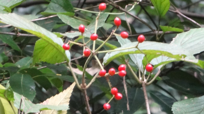 ガマズミの果実 横浜市旭区矢指町矢指市民の森