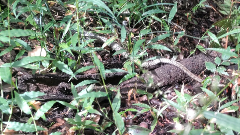 チヂミザサとシマヘビ 横浜市旭区矢指町矢指市民の森