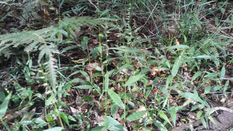 チヂミザサとシマヘビ 横浜市旭区矢指町矢指市民の森