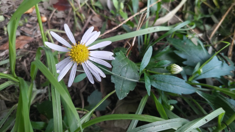 カントウヨメナの花 横浜市旭区矢指町矢指市民の森
