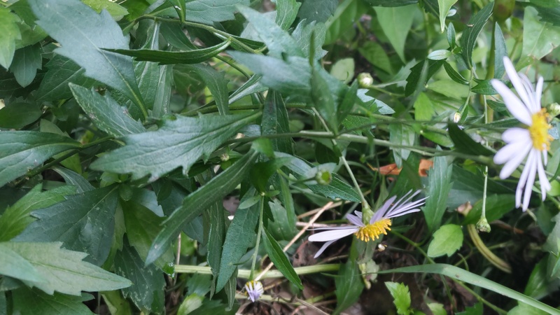 カントウヨメナの花 横浜市旭区矢指町矢指市民の森