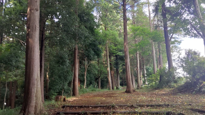 矢指市民の森 横浜市旭区矢指町矢指市民の森