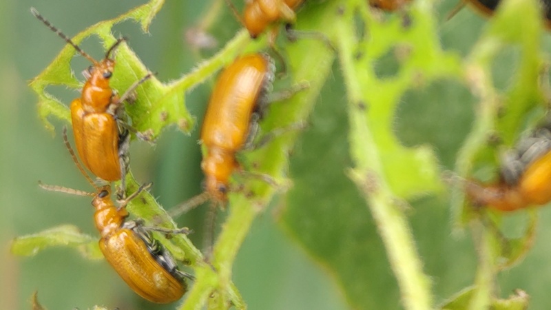 クズクビボソハムシ 横浜市旭区下川井町