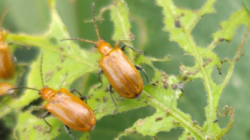 クズクビボソハムシ 横浜市旭区下川井町