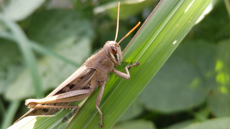 ツチイナゴ 横浜市旭区下川井町