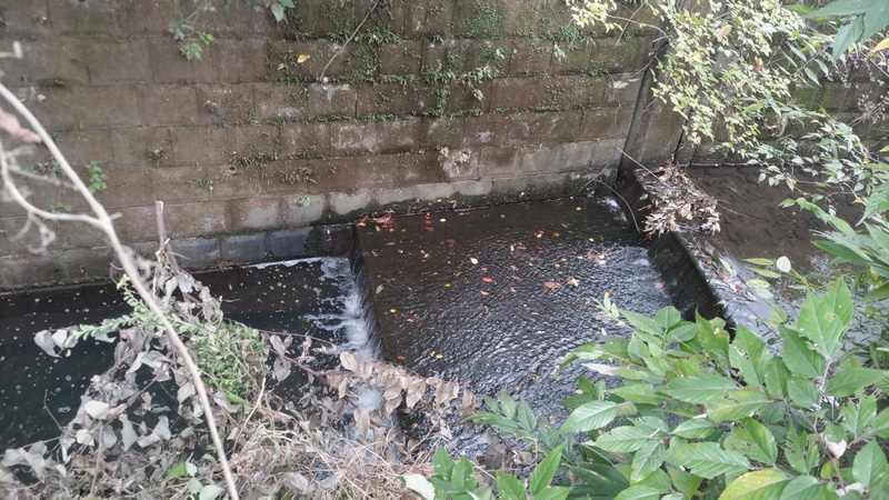 矢指川 横浜市旭区矢指町