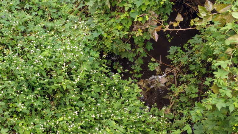 矢指川 横浜市旭区矢指町