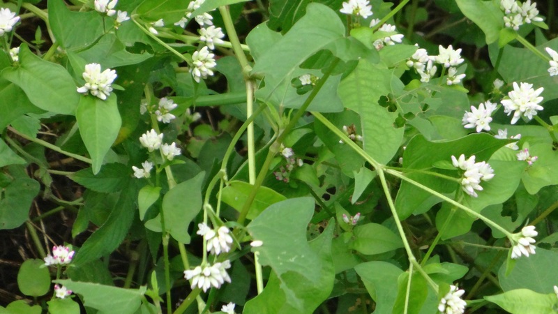 ミゾソバ 横浜市旭区矢指町