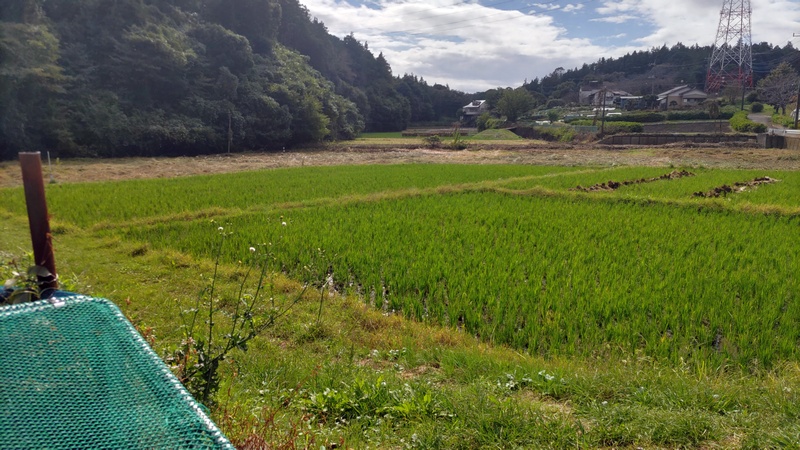 田園風景 横浜市旭区矢指町