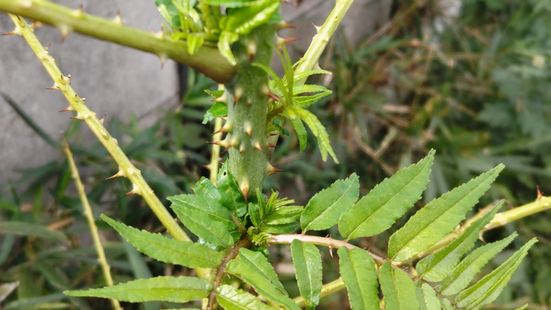 カラスザンショウ 横浜市旭区矢指町