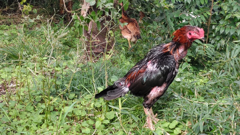 シャモ 横浜市旭区矢指町