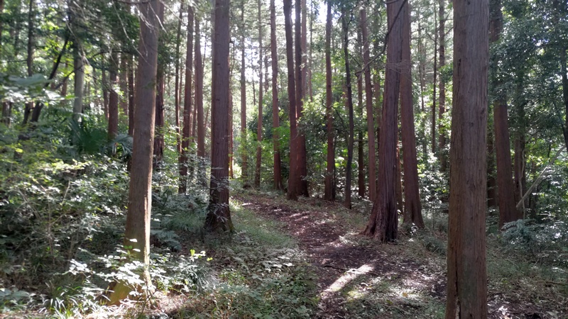 矢指市民の森 横浜市旭区矢指町矢指市民の森
