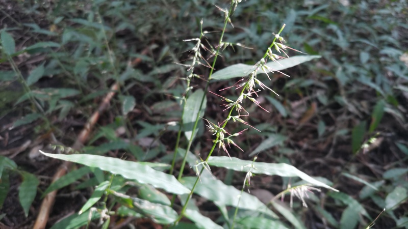 チヂミザサの種 横浜市旭区矢指町矢指市民の森
