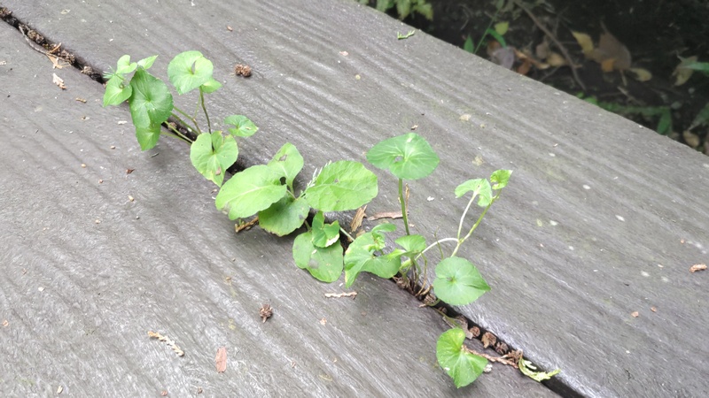 キクザキリュウキンカ 横浜市旭区矢指町矢指市民の森