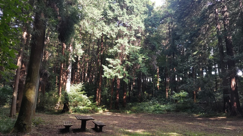 太陽の広場のヒノキ 横浜市旭区矢指町矢指市民の森