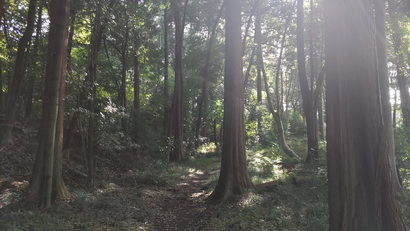 矢指市民の森 横浜市旭区矢指町矢指市民の森