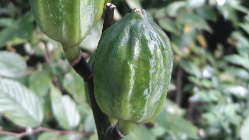 ウバユリの果実 横浜市旭区矢指町矢指市民の森