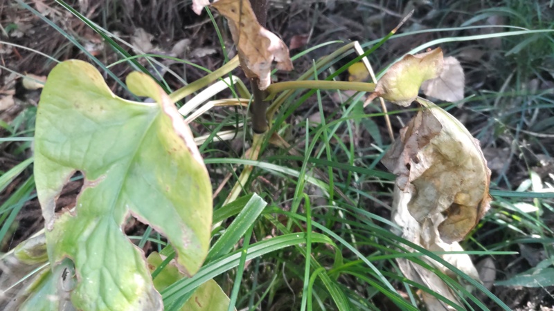 ウバユリ 横浜市旭区矢指町矢指市民の森